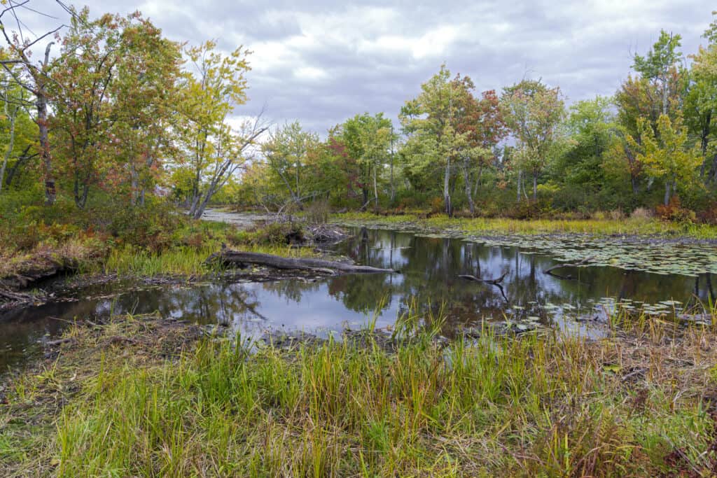 Missisquoi National Wildlife Refuge