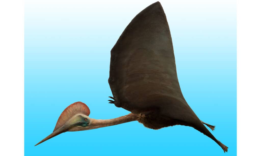 pterosauro Hatzegopteryx rendering 3D