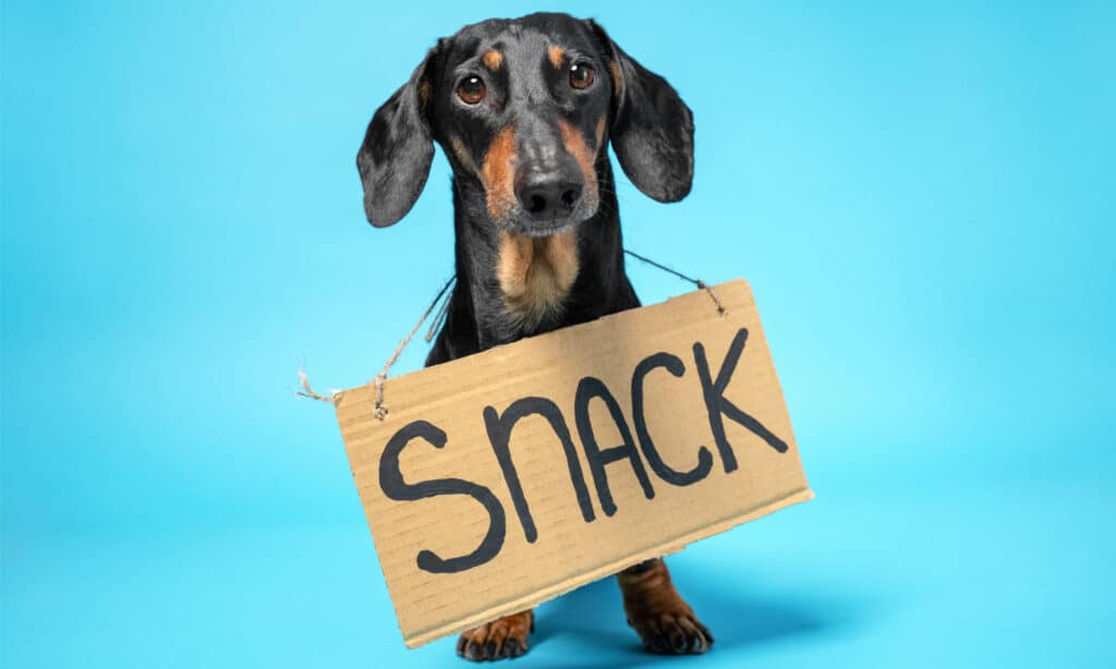Bassotto con un cartello di cartone con scritto "Snack" al collo