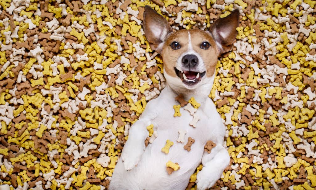 Un Jack Russell sdraiato su un mucchio di prelibatezze per cani