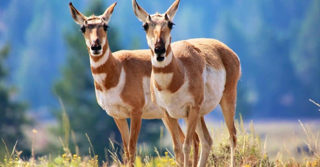 Antilope Pronghorn nel Parco di Yellowstone.
