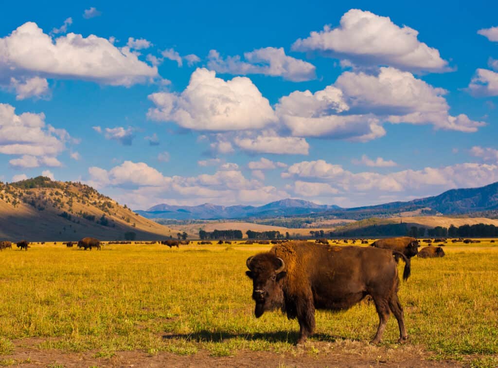 Parco Nazionale di Yellowstone