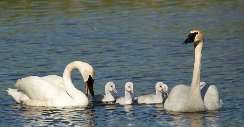 Gli animali più romantici