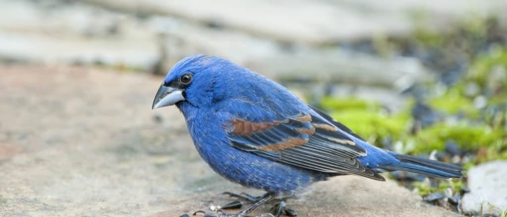 Maschio di becco grosso blu