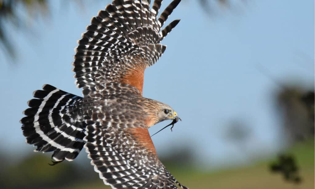 falco dalle spalle rosse vs falco di bottaio