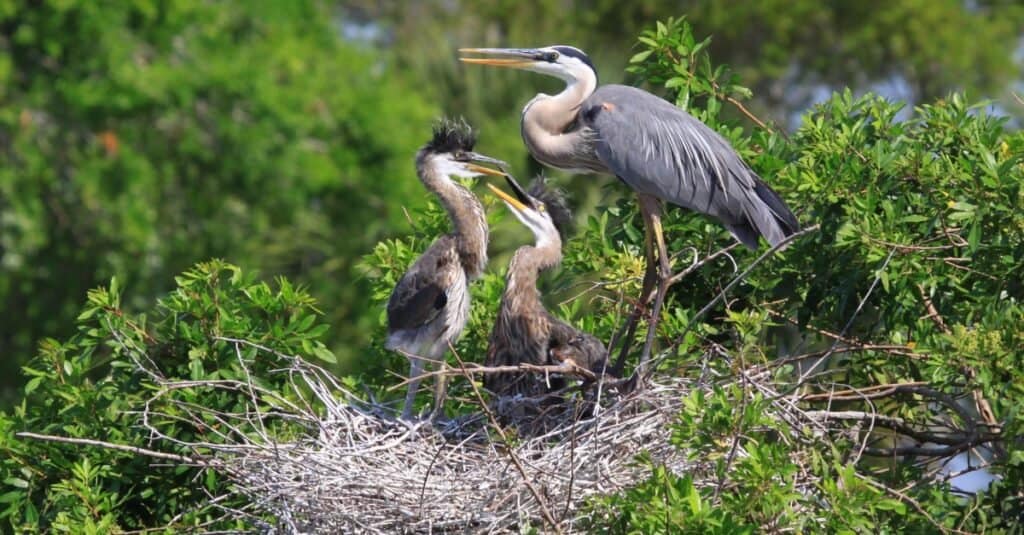 Great Blue Heron e 2 pulcini nel nido.