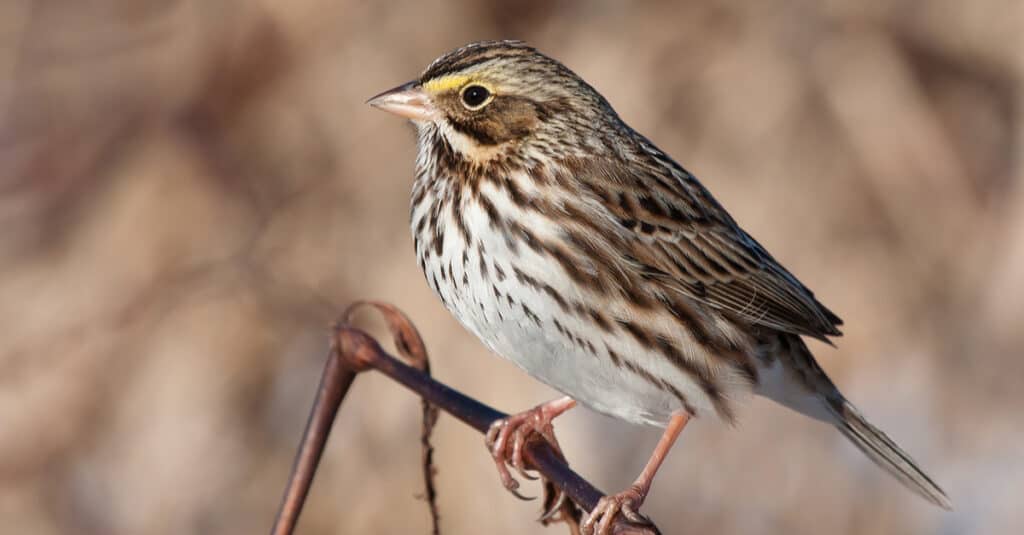 Un maschio Savannah Sparrow si appollaia su una pianta erbaccia
