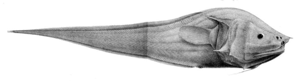 Pesce asino dalle orecchie ossee