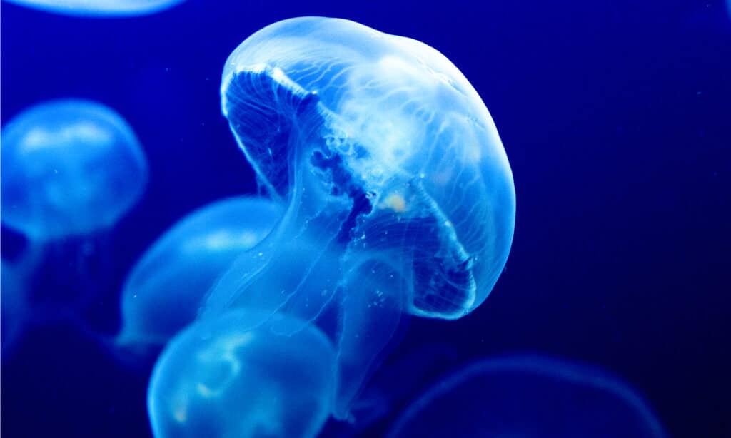 meduse lunari