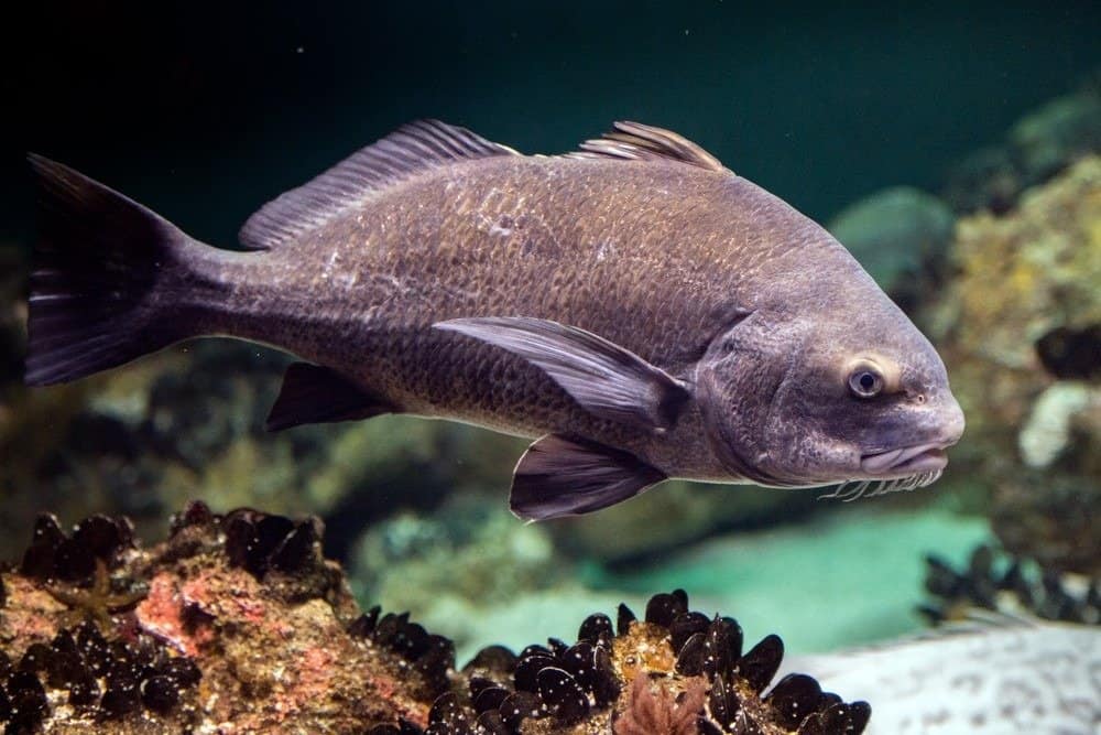 Pogonias Cromis Black drum oceano atlantico pesce sott'acqua primo piano ritratto