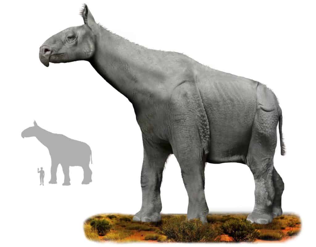 Paraceraterio