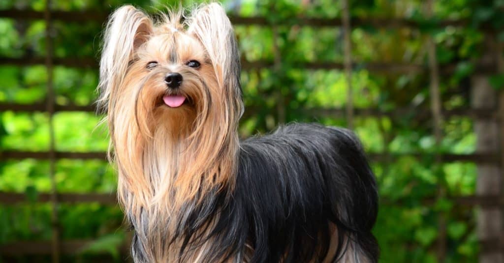 Yorkshire terrier in giardino
