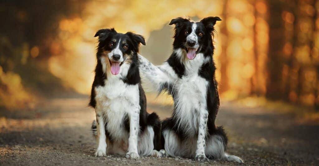 Cerca e salva i cani - Border Collie