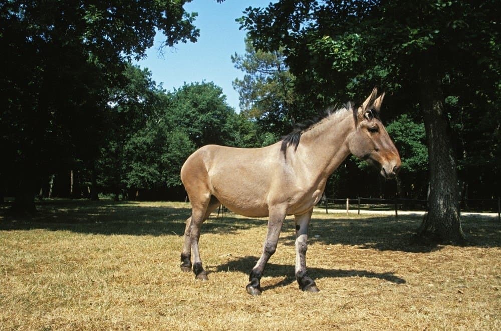 Mulo, incrocio di asino maschio e cavallo femmina