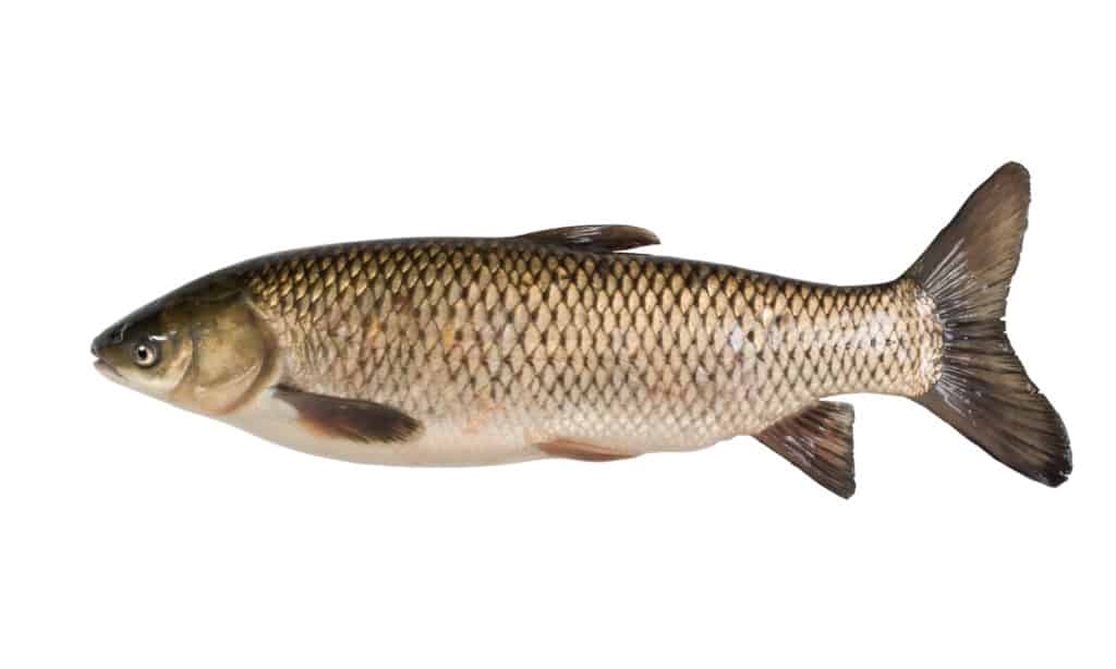 carpa erbivora