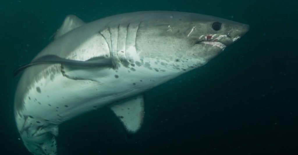 Rara fotografia subacquea di uno squalo salmone in mare aperto, sfuggente predatore dell'Oceano Pacifico settentrionale.