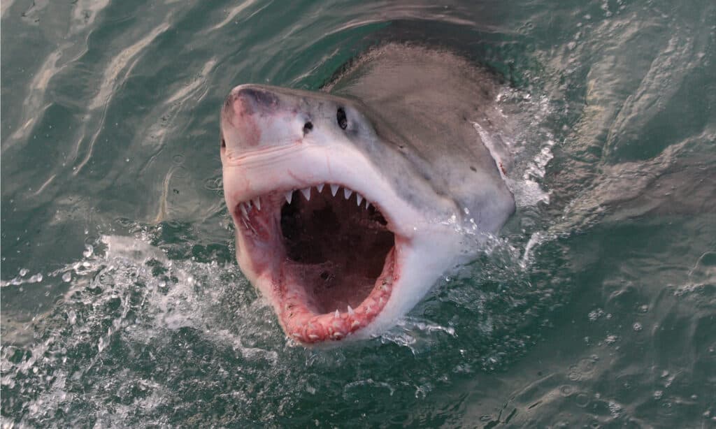 Il grande squalo bianco, Carcharodon carcharias, nell'Oceano Indiano a Gansbay, in Sud Africa.