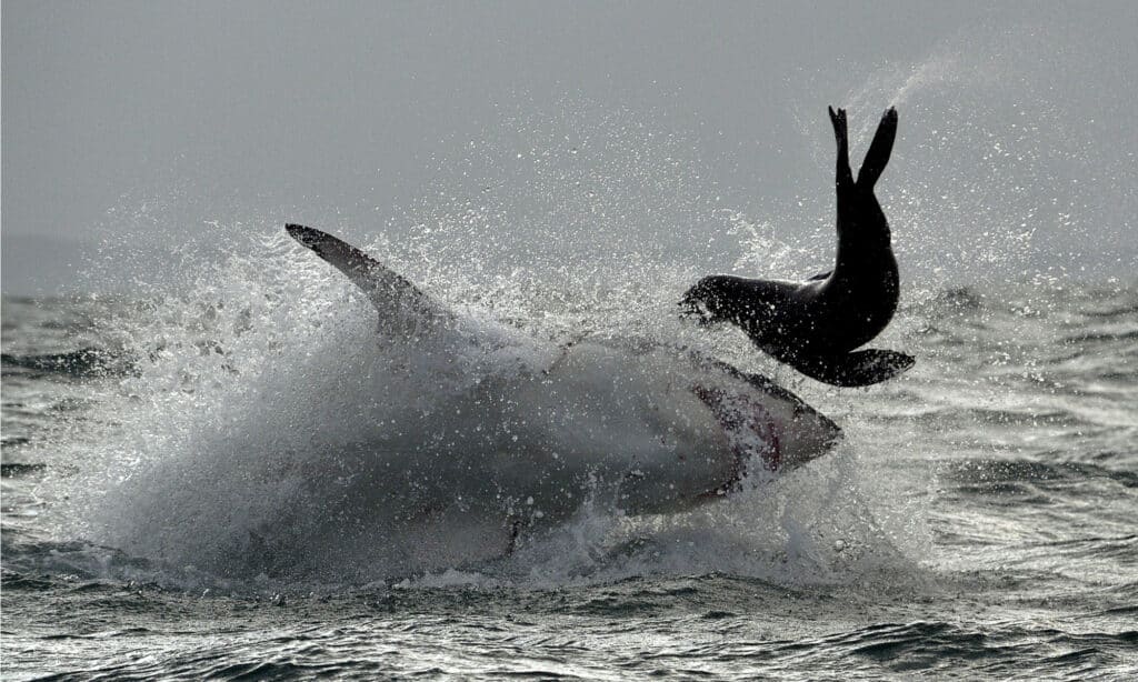 Il grande squalo bianco ( Carcharodon carcharias ) irrompe in un attacco a una foca.