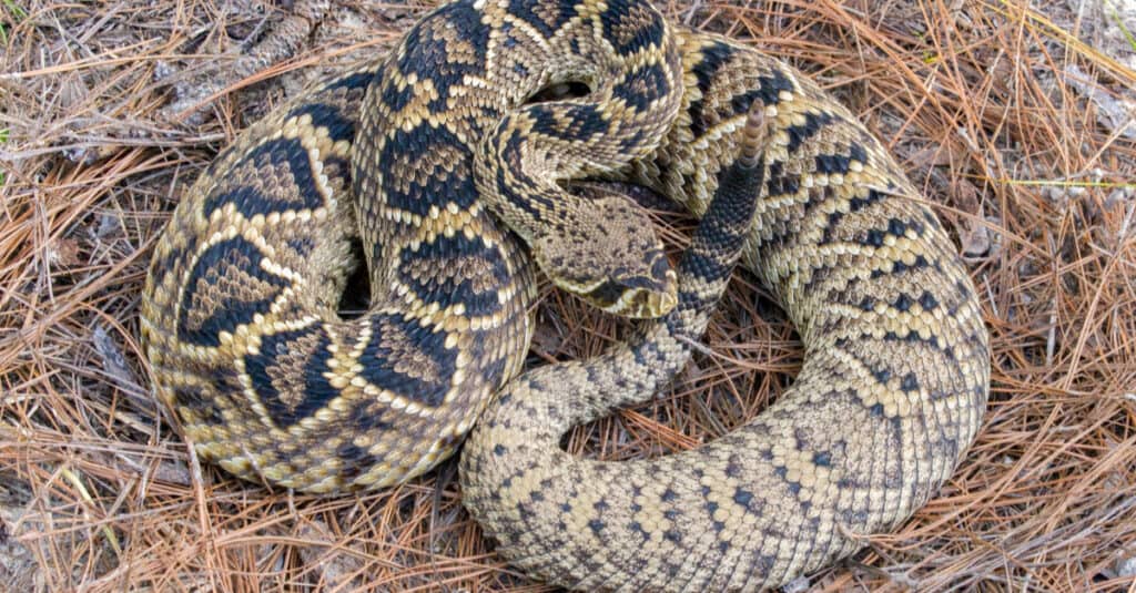 Grande serpente a sonagli diamondback orientale