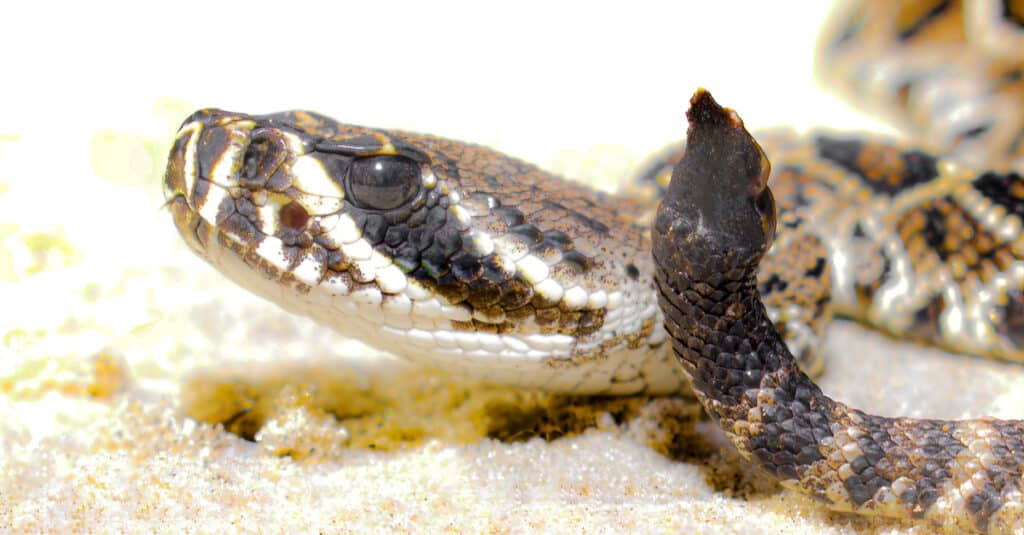bambino a sonagli diamondback orientale