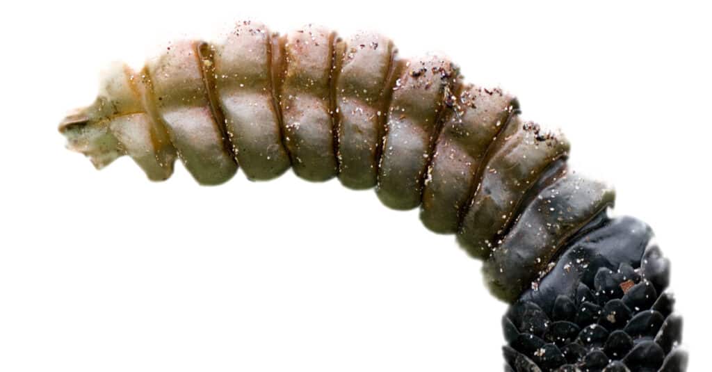 sonaglio serpente a sonagli