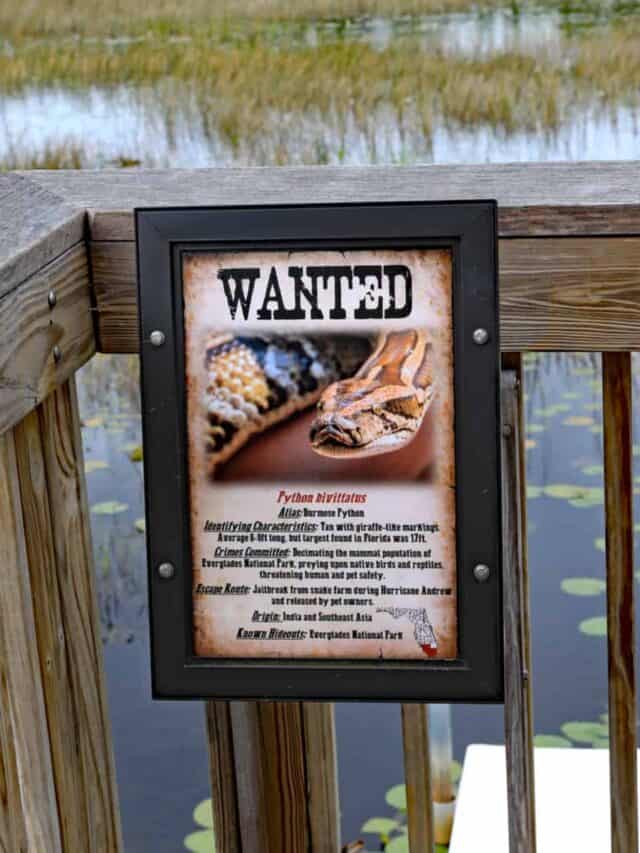 Segno ricercato per i pitoni nelle Everglades