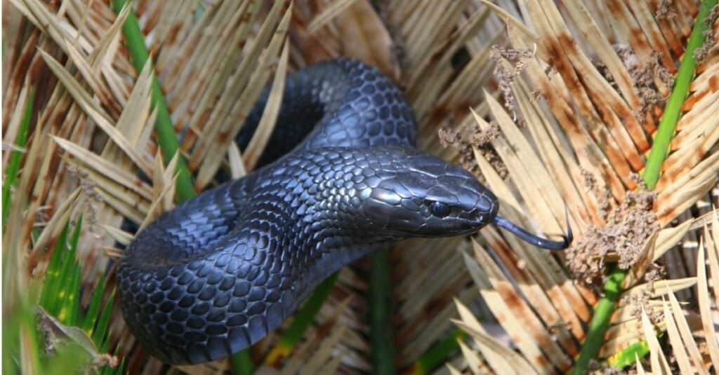 Il serpente indaco orientale è un grande serpente non velenoso originario degli Stati Uniti orientali. La sua testa e il suo corpo hanno all'incirca le stesse dimensioni e non ha molto collo.