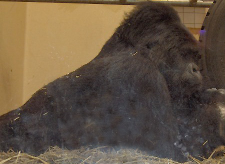 Gorilla di pianura orientale
