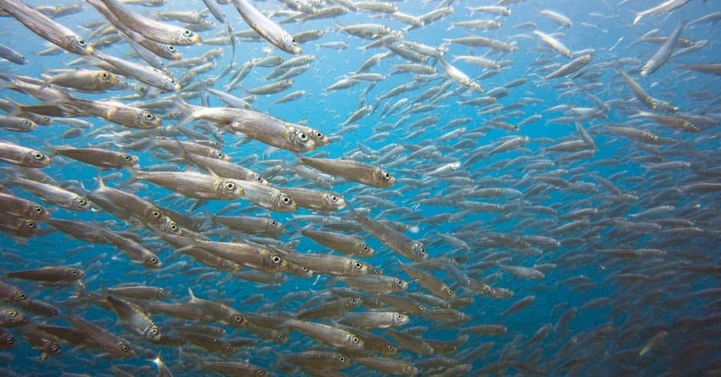 I cani possono mangiare le sardine?  In realtà hanno molti benefici per la salute in quanto contengono molti aminoacidi essenziali e omega-3
