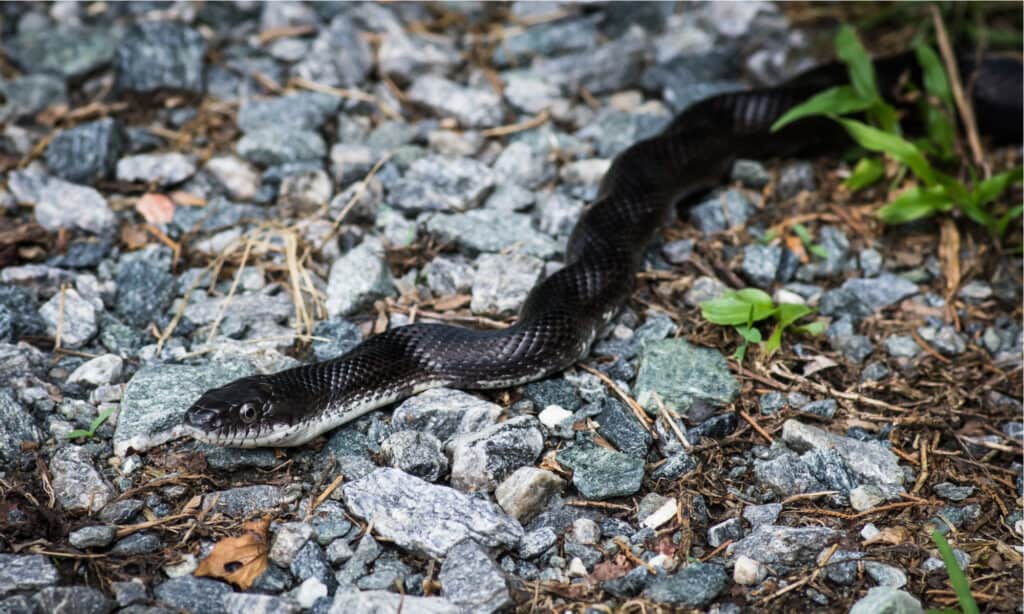 Serpenti non velenosi in Florida