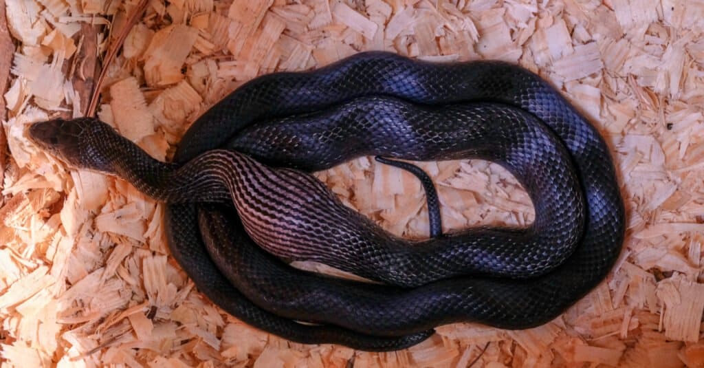 Un serpente di ratto nero, chiamato anche serpente di pollo, ingoia un uovo di gallina nel nido nel North Carolina.  Il serpente ha una testa a forma di cuneo che è più grande del suo corpo.