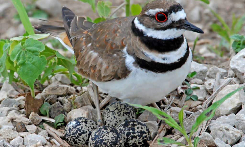 Killdeer sul nido con quattro uova