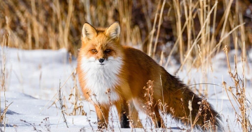 Gli animali più feroci