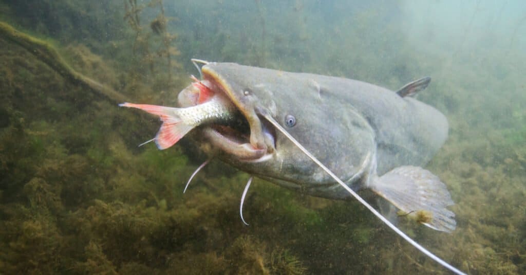 Cosa mangia il pesce gatto - alimentazione del pesce gatto