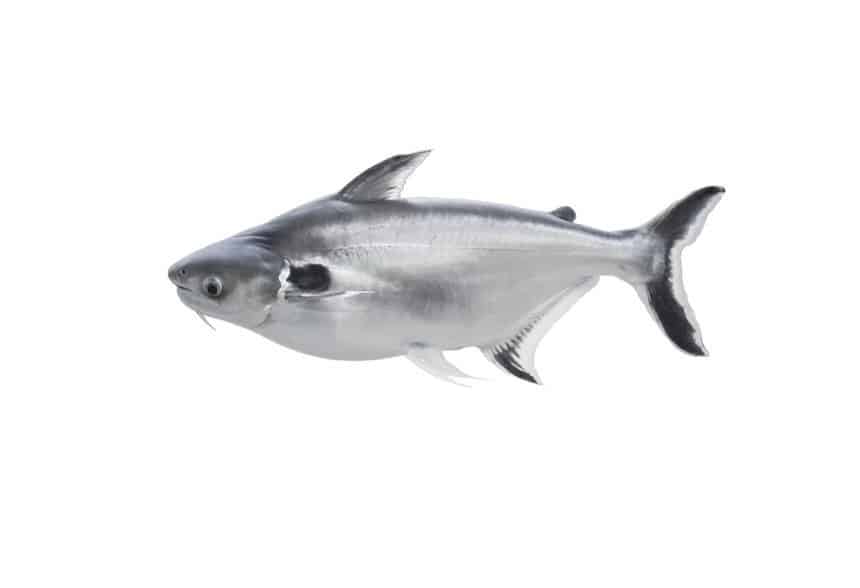 Swai vs pesce gatto