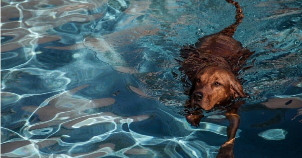 Redbone Coonhound che nuota in piscina