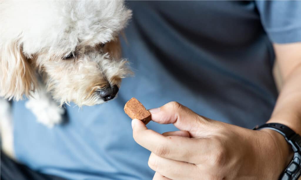vermifugo per cuccioli