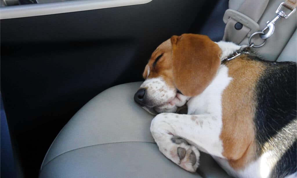 Beagle sdraiato sul sedile dell'auto