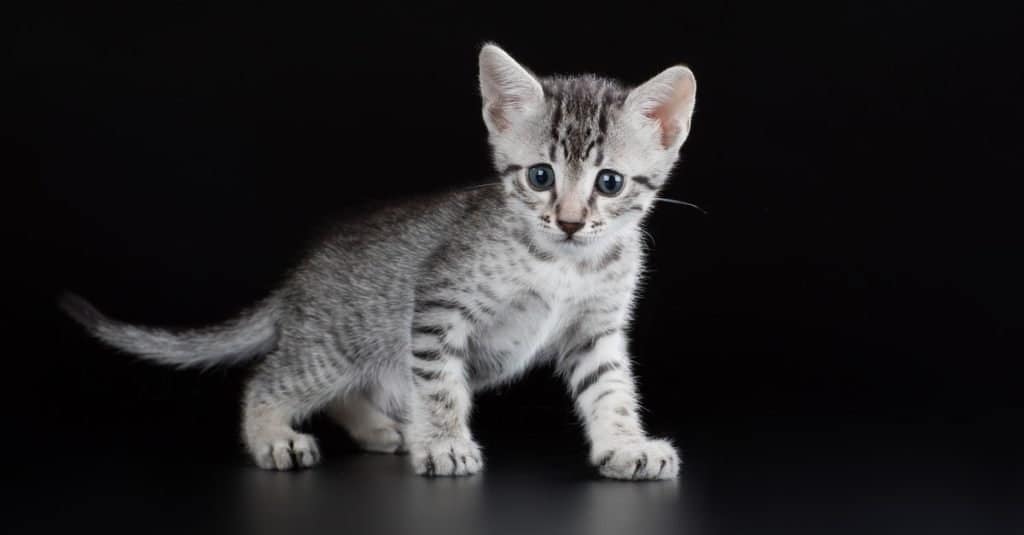 Simpatico gattino Mau egiziano che gioca da solo.