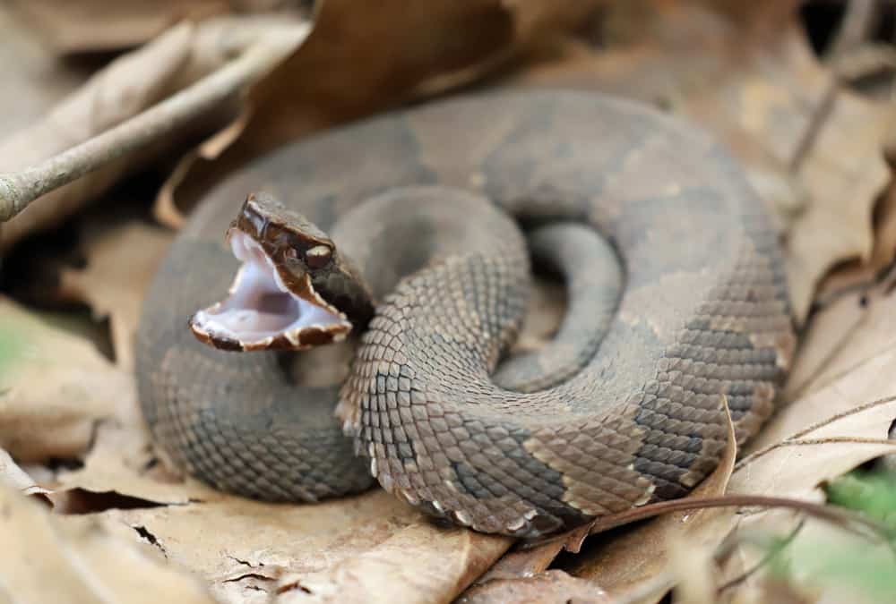 I cottonmouth sono facilmente riconoscibili dal rivestimento bianco all'interno della loro bocca.