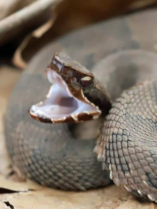 Vista laterale di un serpente Cottonmouth, pronto a colpire. Il serpente ha una grande testa a forma di vanga.