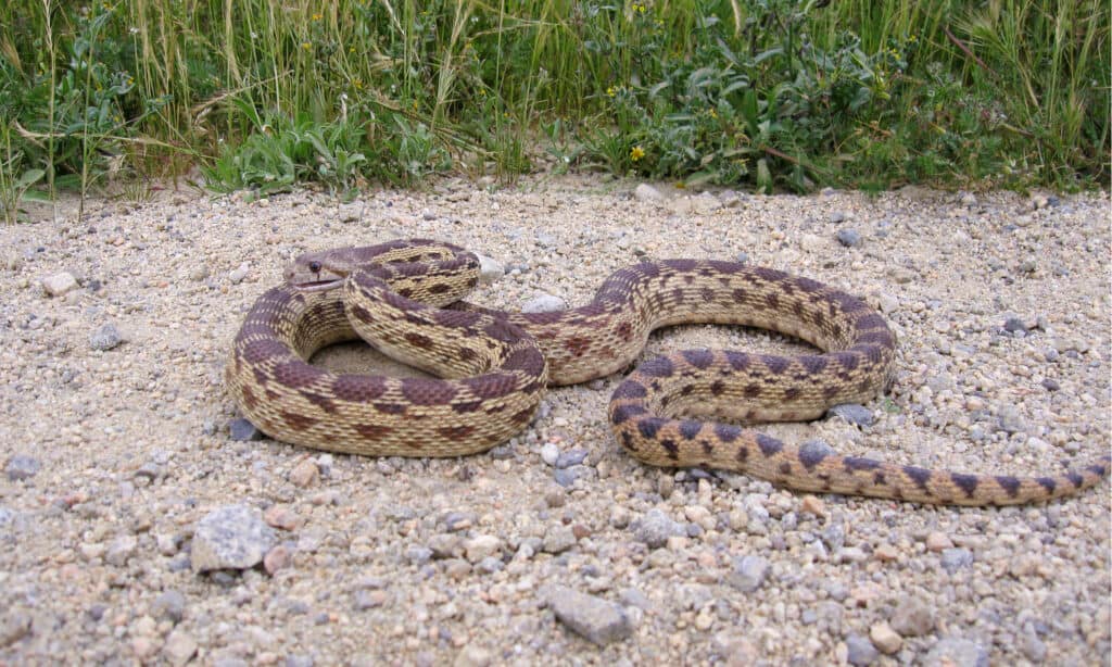serpente gopher