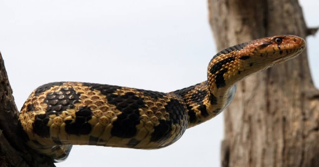 Serpente volpe su un albero