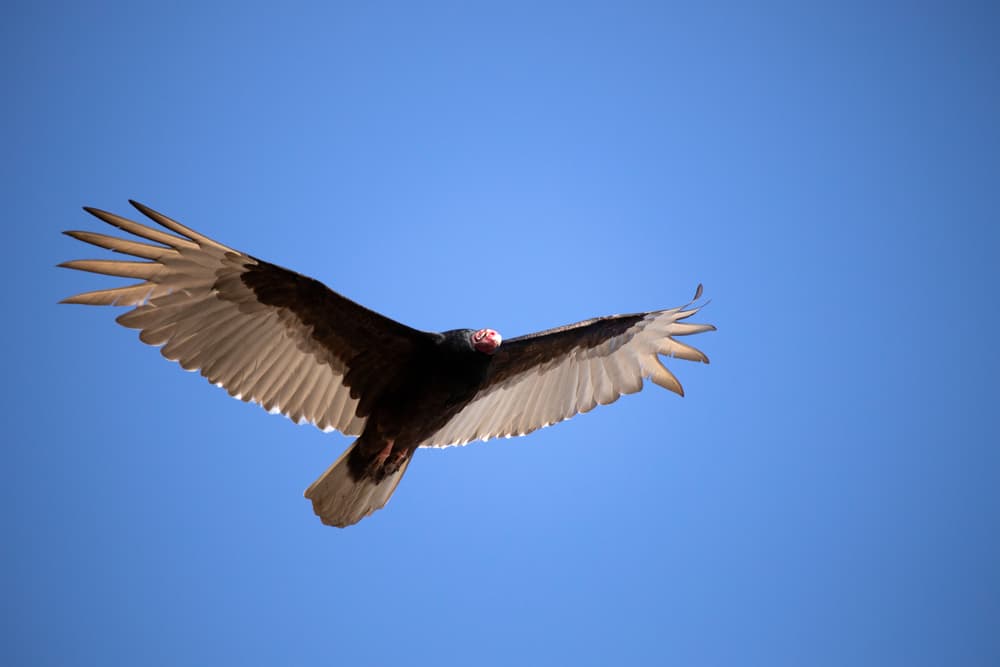Avvoltoio tacchino volante nel cielo
