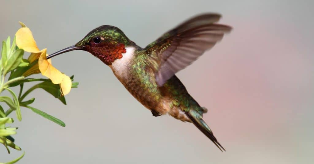 Colibrì maschio dalla gola rubino (Archilochus colubris) in volo con un fiore giallo e uno sfondo colorato.