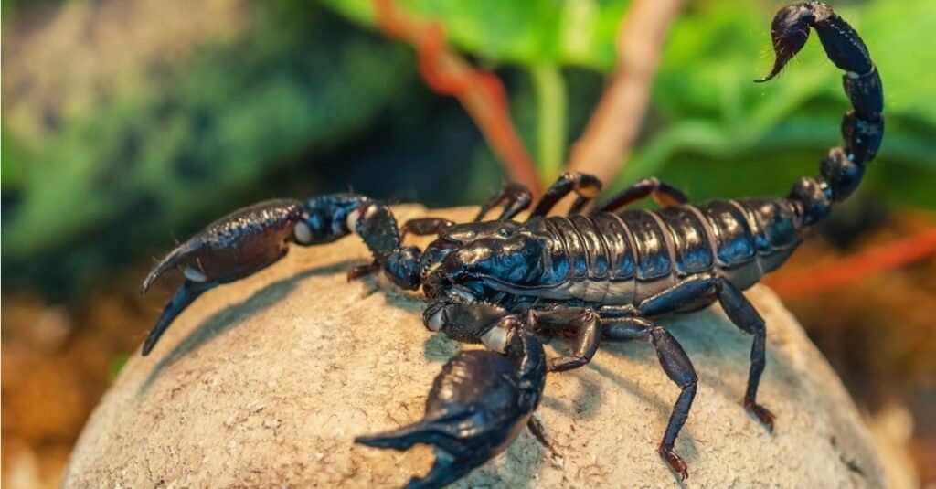 Quante zampe hanno gli scorpioni?  5 Fatti Interessanti Sui Corpi Di Scorpione