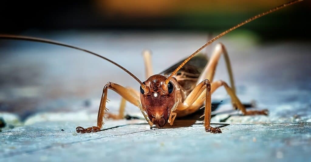 colpo di testa di cricket