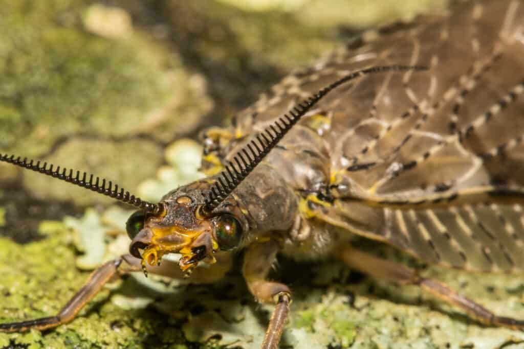 Fishfly - Mosca Dobson