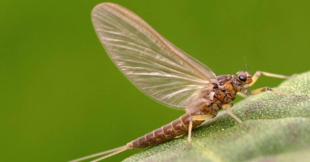 mayfly sulla foglia