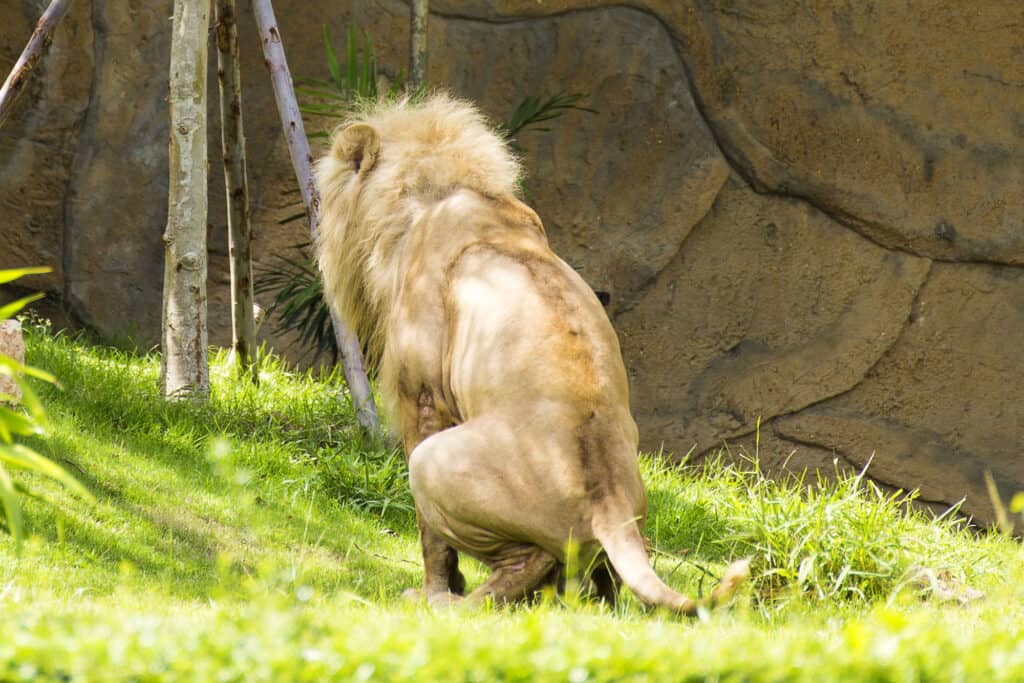 Leone che fa la cacca